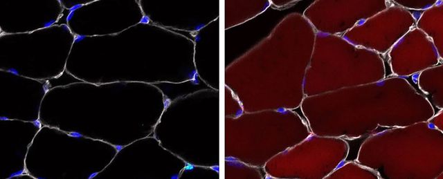 Tế bào gốc có thể được chỉnh sửa gene ngay bên trong cơ thể sinh vật sống