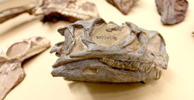 Phát hiện loài khủng long mới tại Nam Phi từ hóa thạch 200 triệu năm