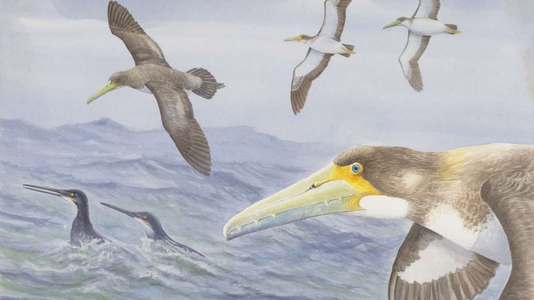 Phát hiện hóa thạch loài chim biển lâu đời nhất trong lịch sử