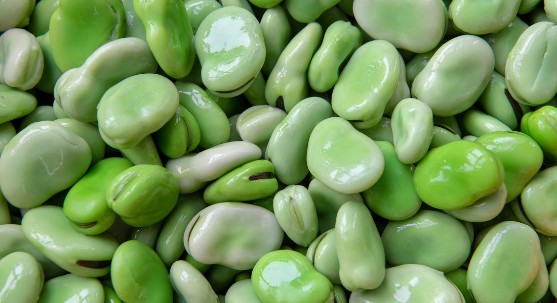 Đậu tằm: thực phẩm xanh thay thế đậu nành