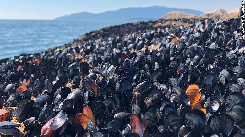 Nắng nóng kỷ lục khiến sinh vật biển Canada chết hàng loạt
