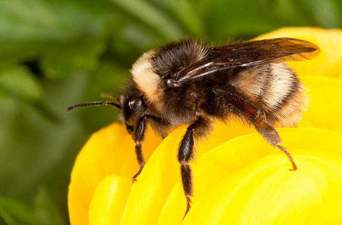 Loài ong xâm lấn gây nguy hiểm cho ong thợ bản địa